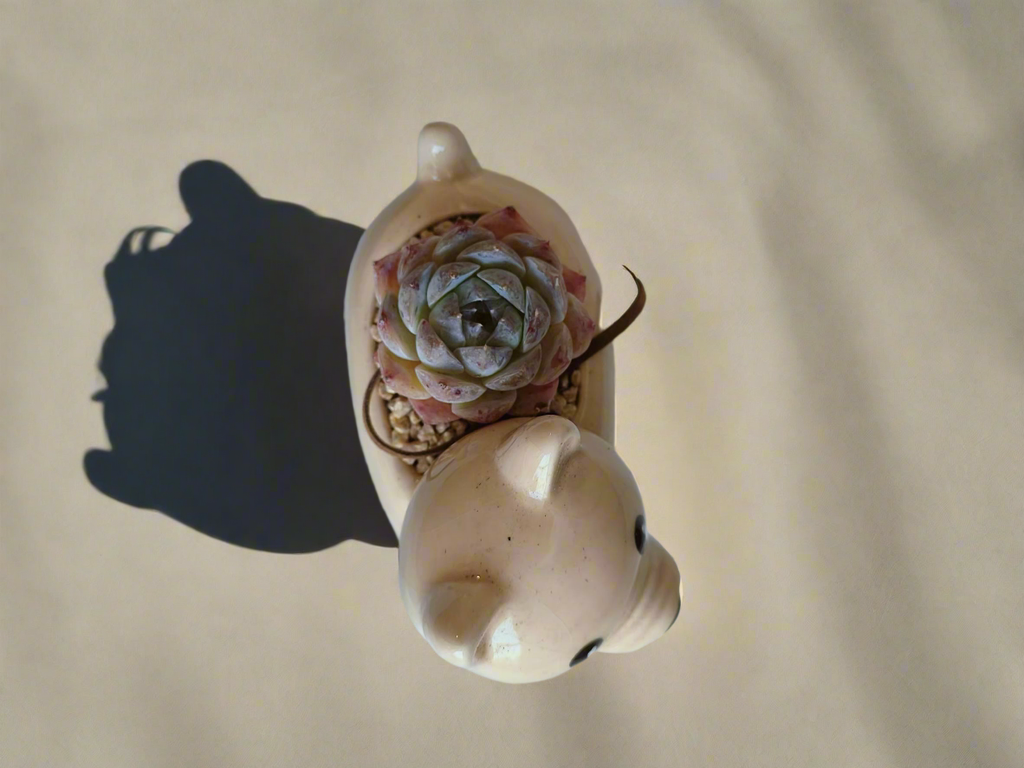 Succulent Puppy Shiba Inu - Echeveria Suryeon - SlowBloomGreens