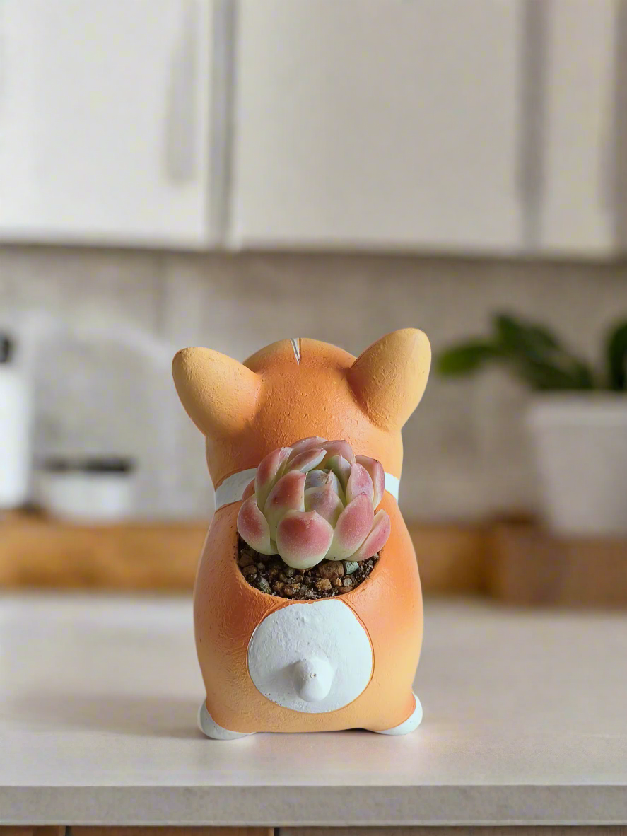 Succulent Charming Corgi - Echeveria Mexican Snowball - SlowBloomGreens