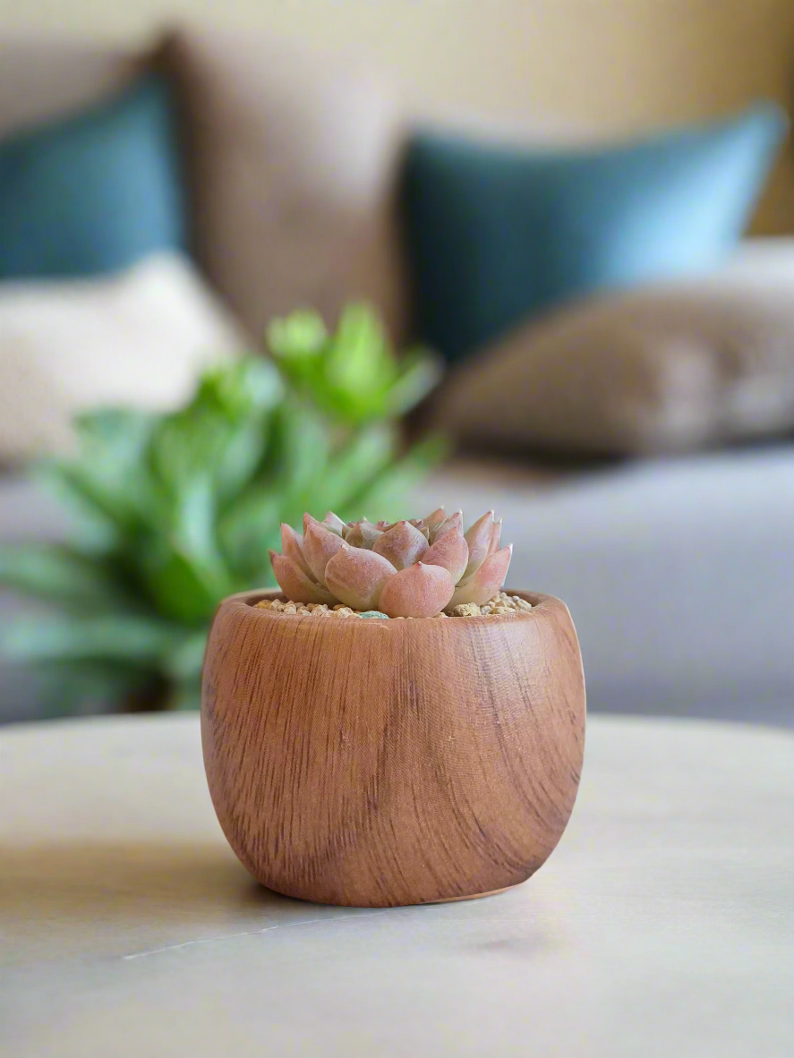 View of the Succulent Mini Round 'Woodgrain' - Echeveria hybrid,focusing on the detailed woodgrain pattern of the round planter.