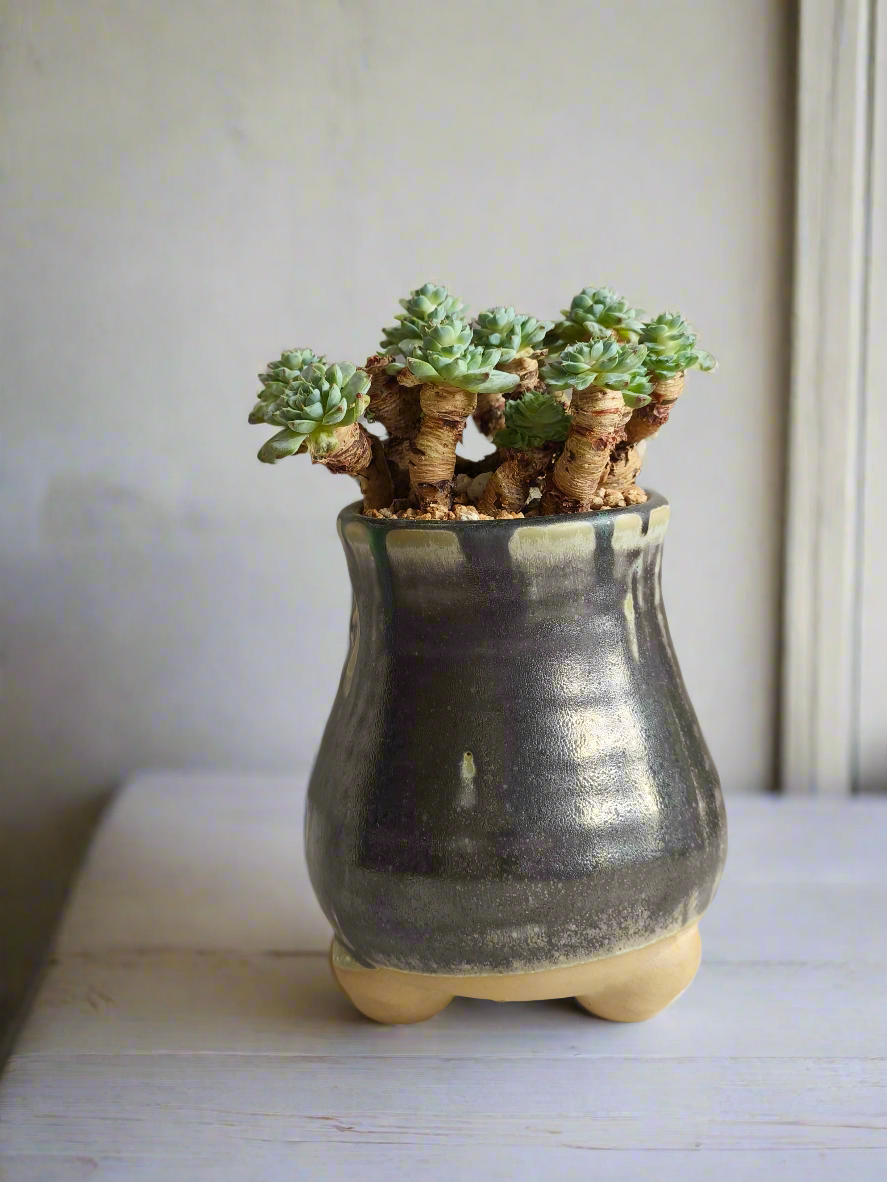 Succulent Rustic Pot Glow Grey – Echeveria Minima