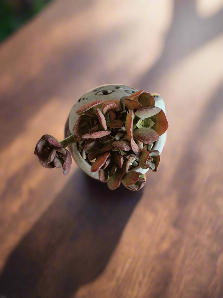 Succulent Hippy Cat Pot - Echeveria - SlowBloomGreens