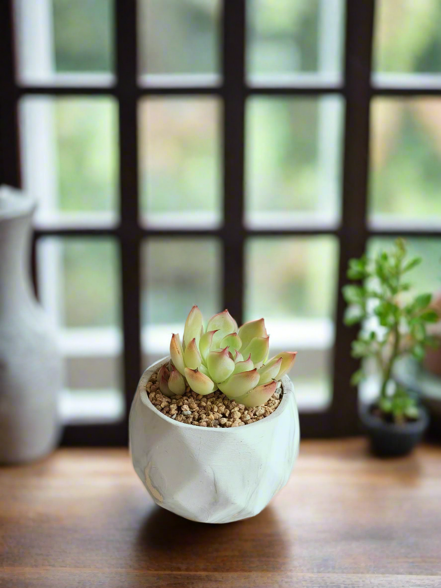 Succulent Classic Marble Gold Pot – Echeveria Elegans