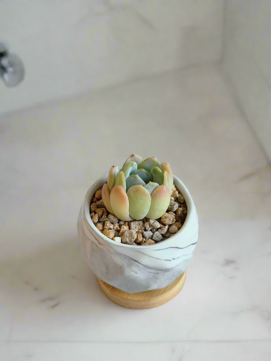 Lush display of the Succulent Petite Bliss Grey - Echeveria Suryeon in a cozy setting.