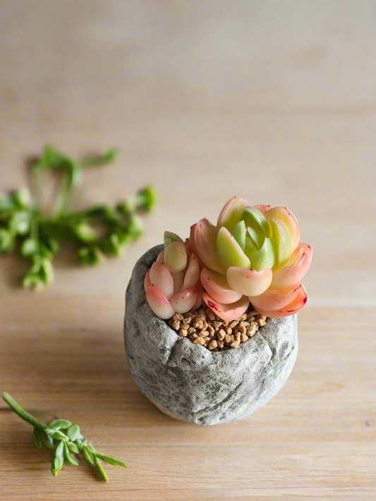Succulent HeartBloom Pot - Echeveria 'Peach Pride'