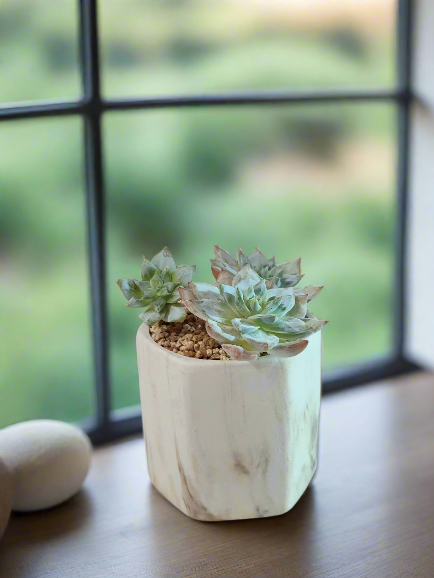 Succulent Radiant Octagon Brown – Echeveria BlueBird - SlowBloomGreens