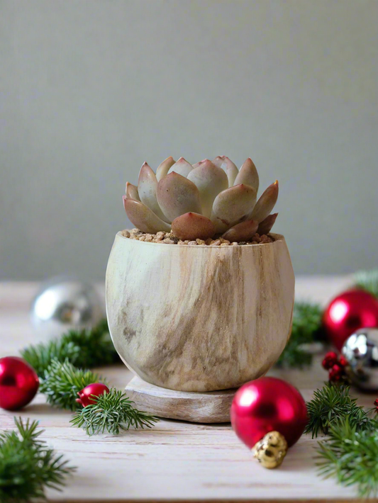 Succulent Classic Marble Brown Pot – Echeveria Laui