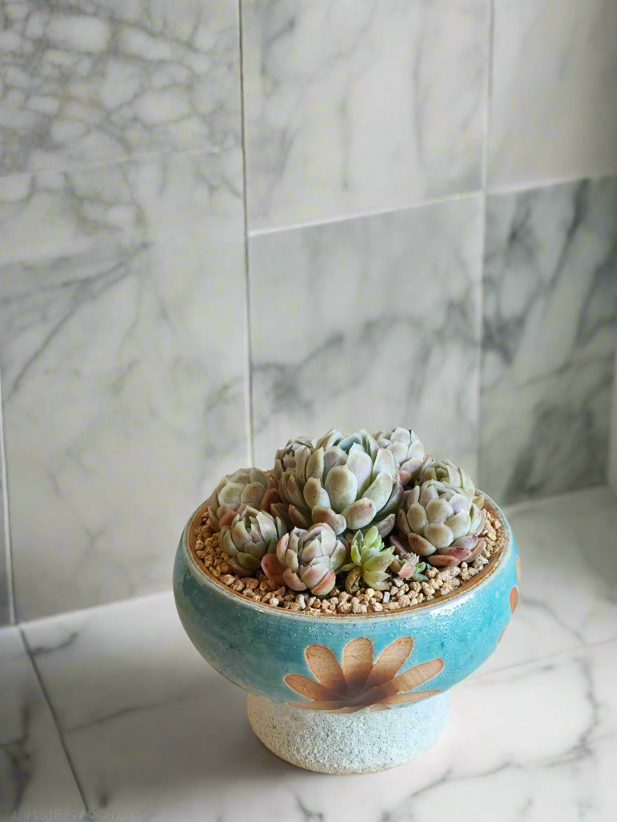 Succulent Moonlit Bloom Pot – Skyward Blue with Echeveria Elegans 'Raspberry Ice' - SlowBloomGreens