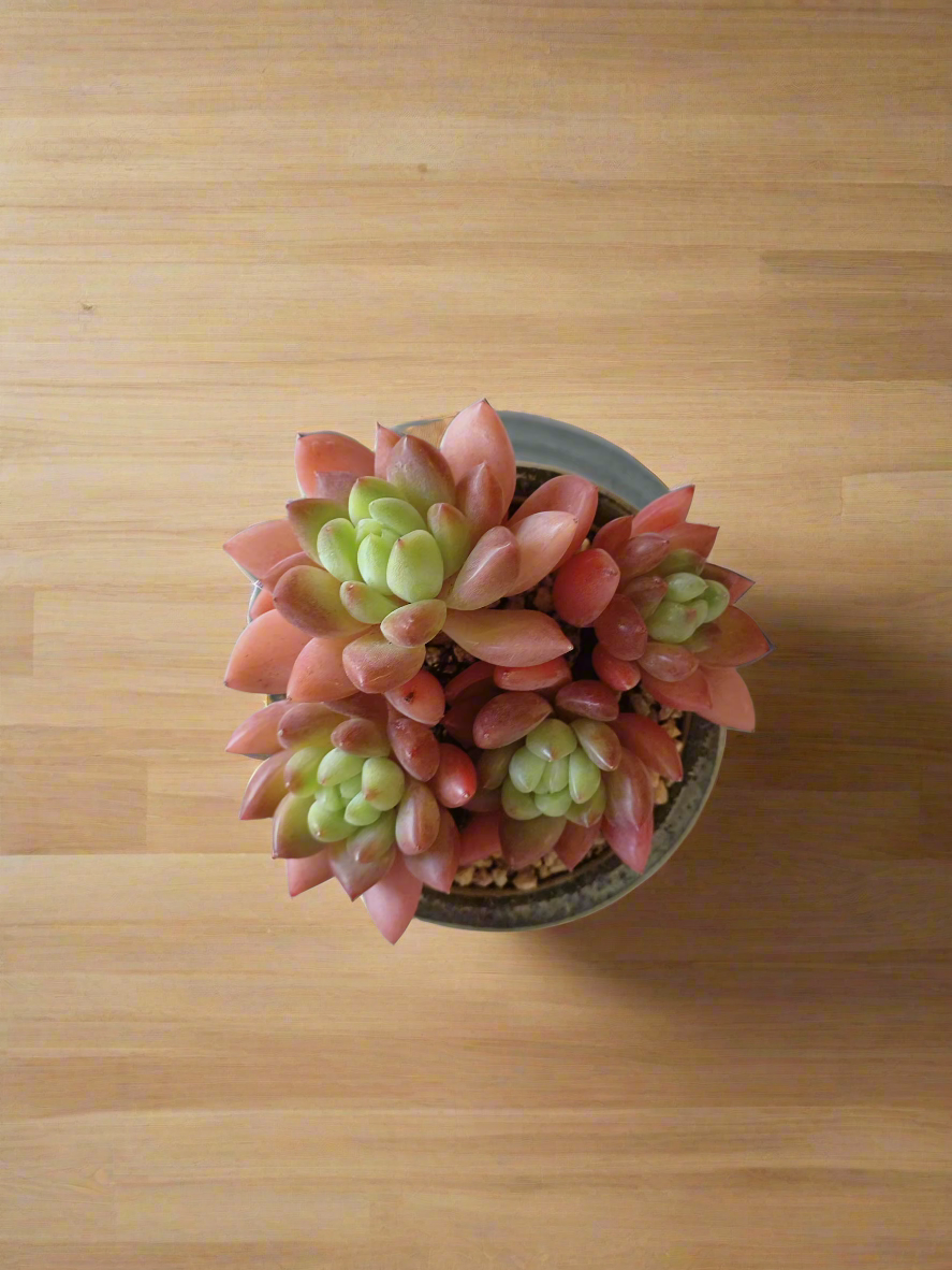 Succulent Rustic Pot Glow Grey - Echeveria 'Ruby Donna