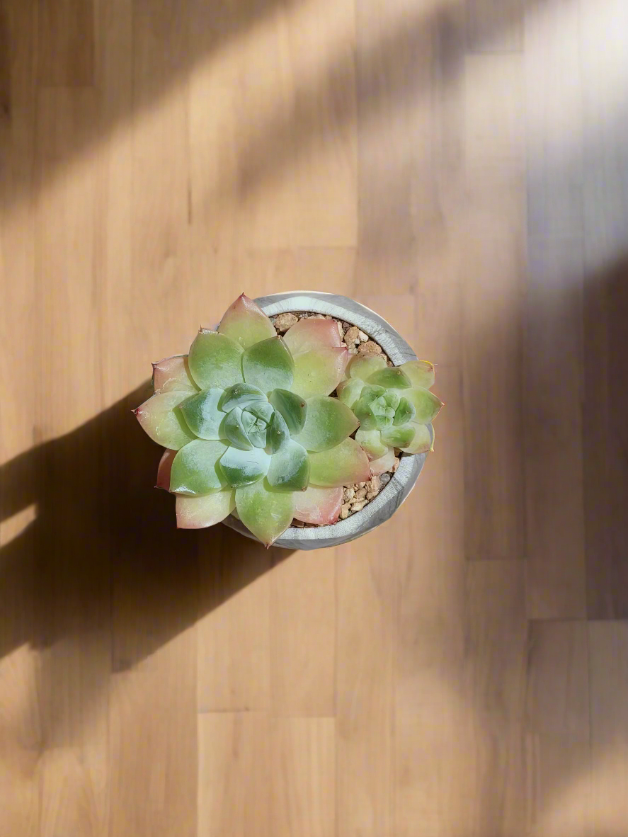 Succulent Harmony Grey - Echeveria Elegans - SlowBloomGreens