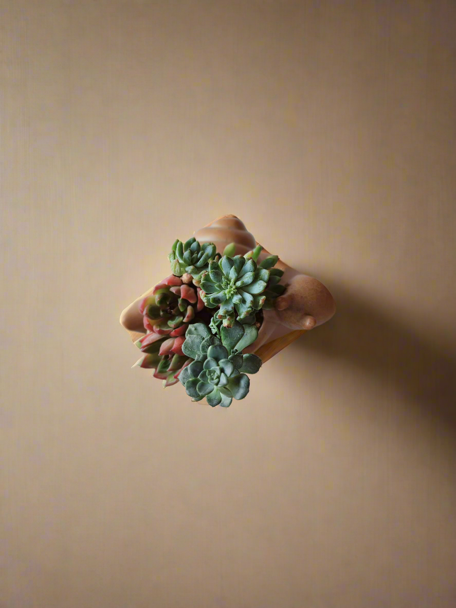 Succulent Snail Pot – Echeveria - SlowBloomGreens