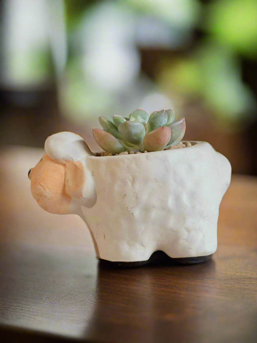 Delightful arrangement featuring Echeveria in a sheep planter