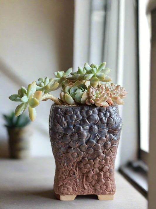 Succulent Rustic Floral Embossed Pot – Graptoselum Bronze, Fanfare 'Lovely Rose,' and Sedeveria Hummelii