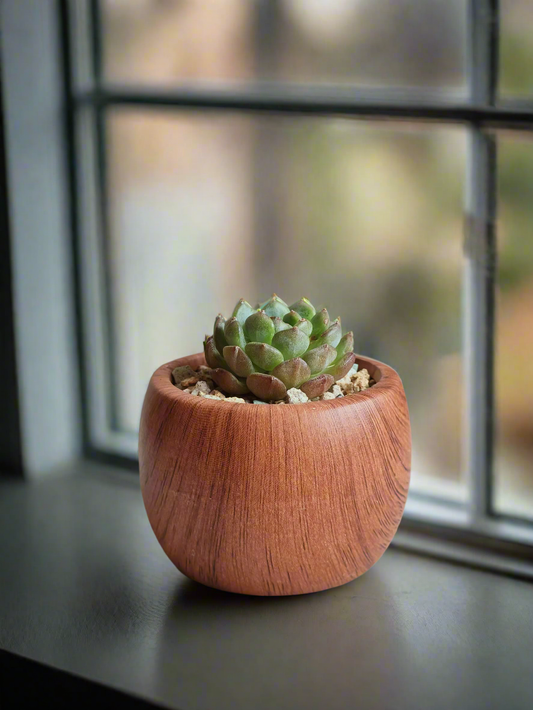 Succulent Mini Round Woodgrain Pot – Echeveria Minima in vibrant display.