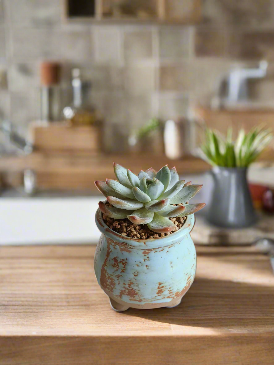 Succulent Rustic Serenity Pot – Echeveria 'Blue Bird'