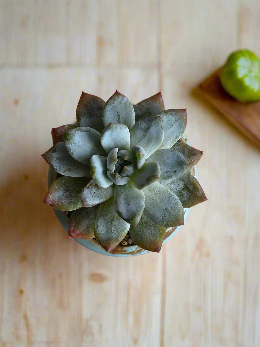 Succulent Rustic Serenity Pot – Echeveria 'Blue Bird'