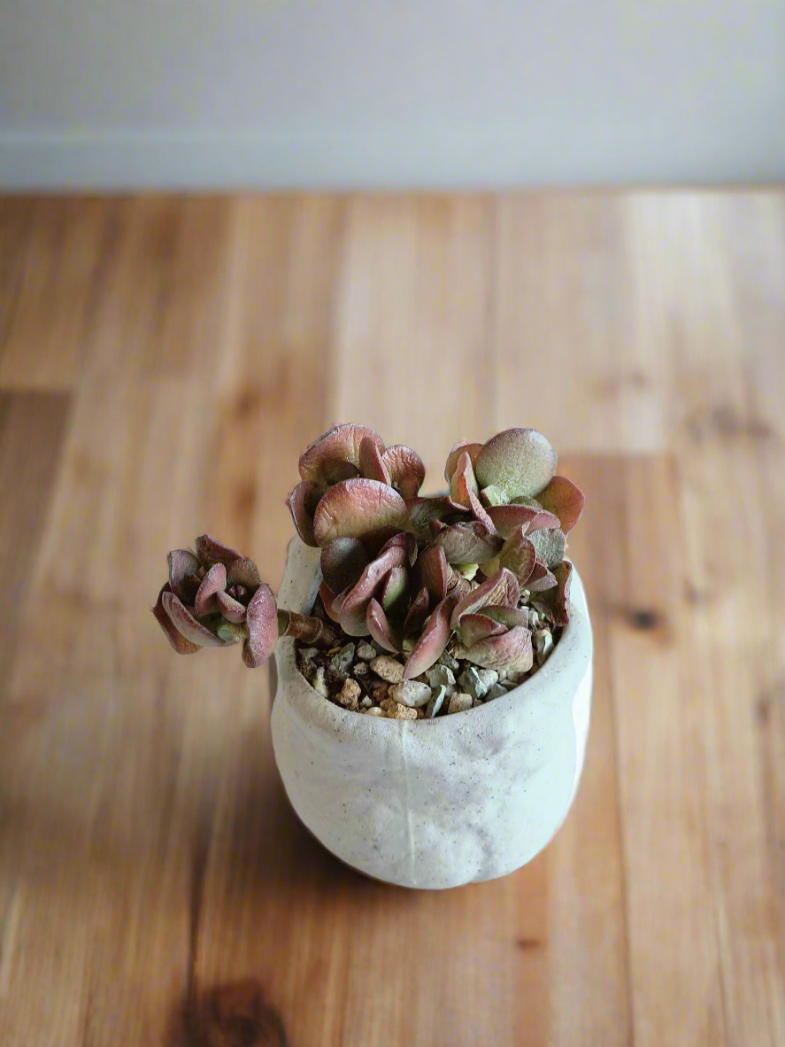 Succulent Hippy Cat Pot - Echeveria - SlowBloomGreens