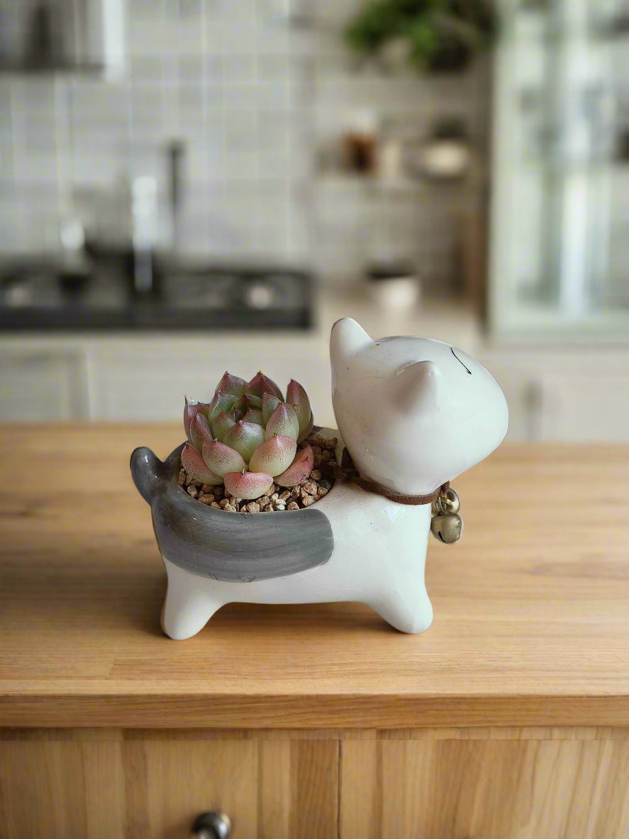 Succulent Puppy Bull Terrier - Echeveria Suryeon - SlowBloomGreens