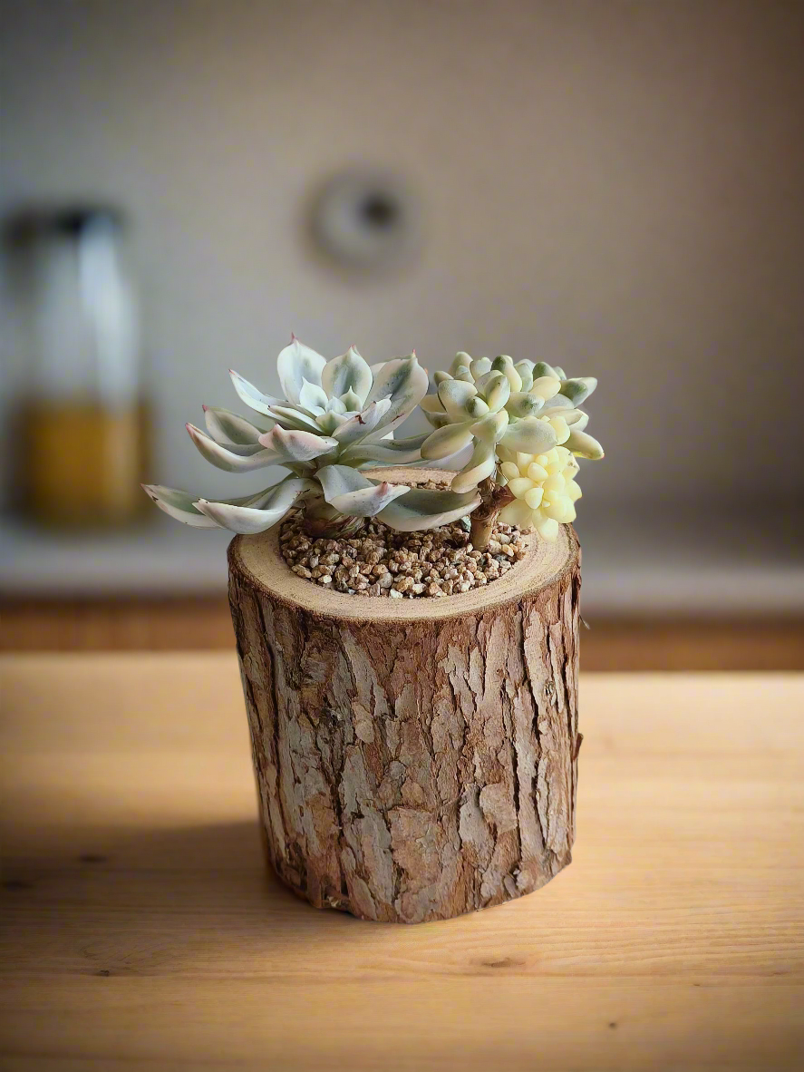 Succulent Natural Wood Pot - Graptoveria 'Titubans' & Echeveria Lenore Dean - SlowBloomGreens