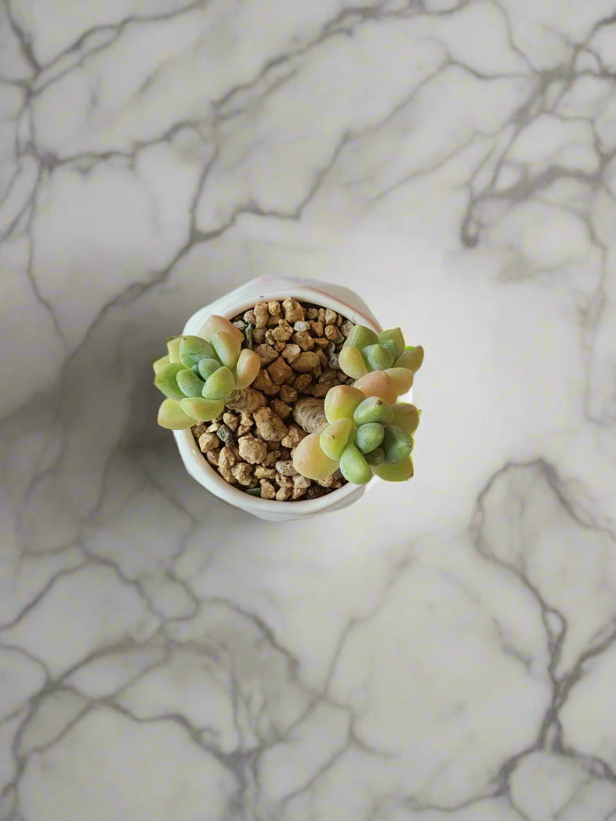 Succulent Petite Bliss Pink - - SlowBloomGreens