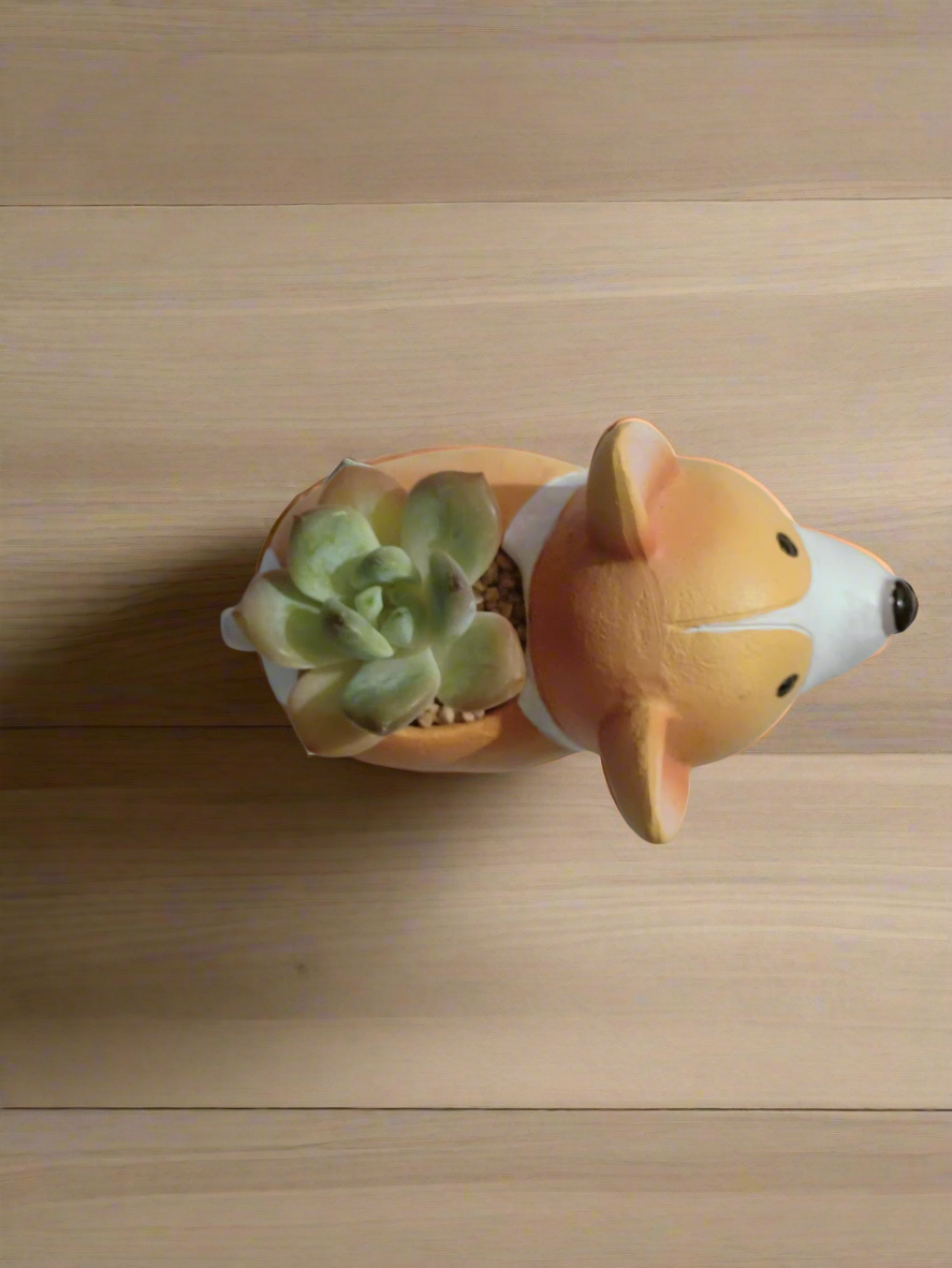 Close-up of Succulent Standing Charming Corgi with succulent