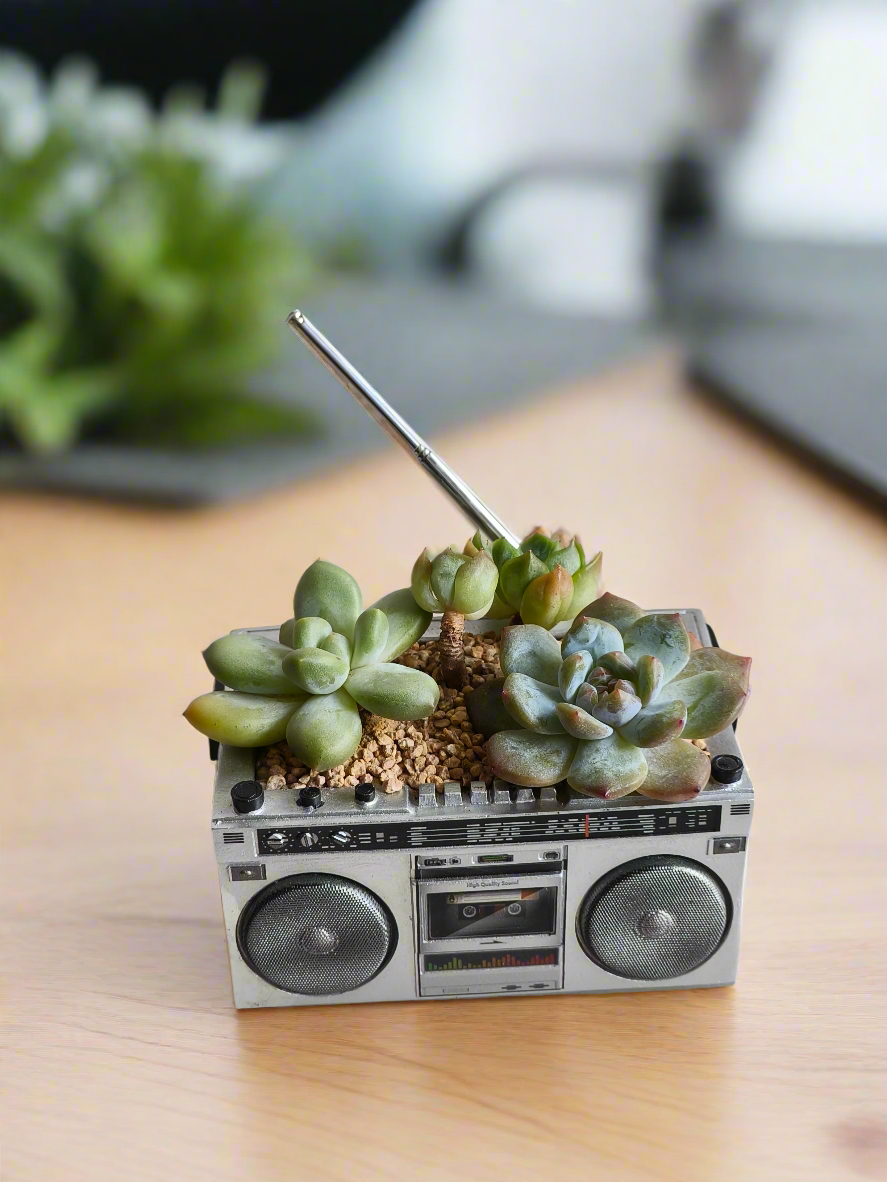 Succulent Retro Boombox – Pachyphytum Oviferum, Echeveria Bluebird & Echeveria Elegans 🎶✨