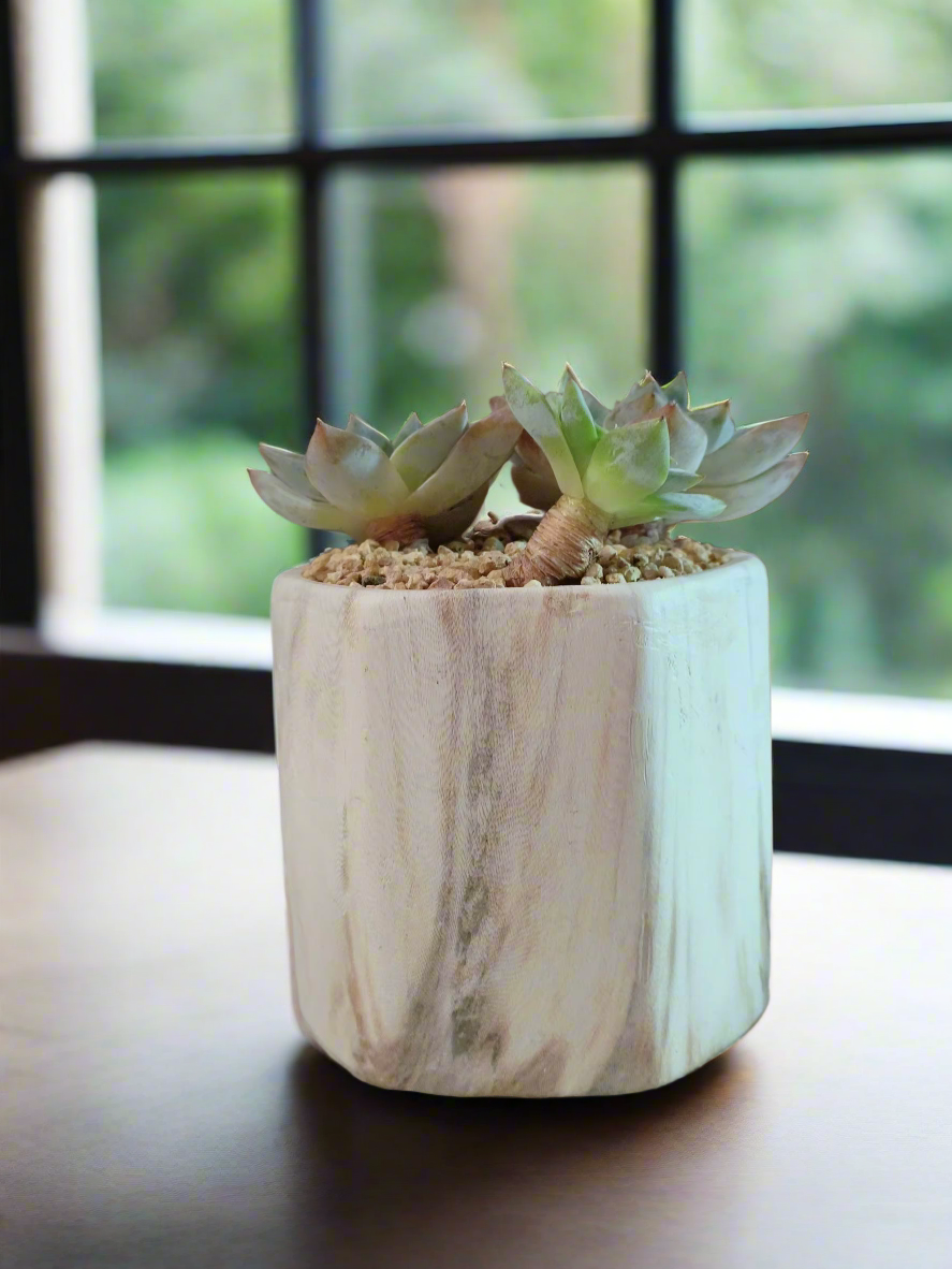 Succulent Radiant Octagon Brown – Echeveria BlueBird - SlowBloomGreens