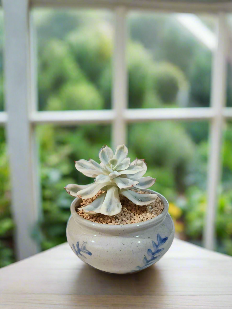 Succulent Azure Grace Pot – Echeveria Compton Carousel