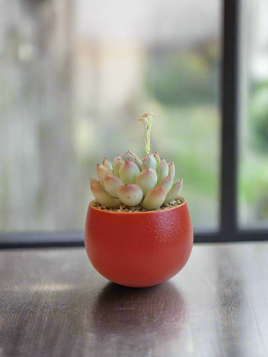 Succulent Auspicious Grace Pot - Echeveria Elegans