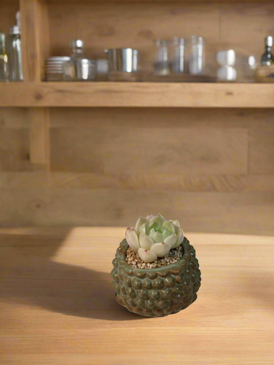 Succulent Hedgehog Pot - Sedeveria 'Blue Elf' (Happy Plant) - SlowBloomGreens