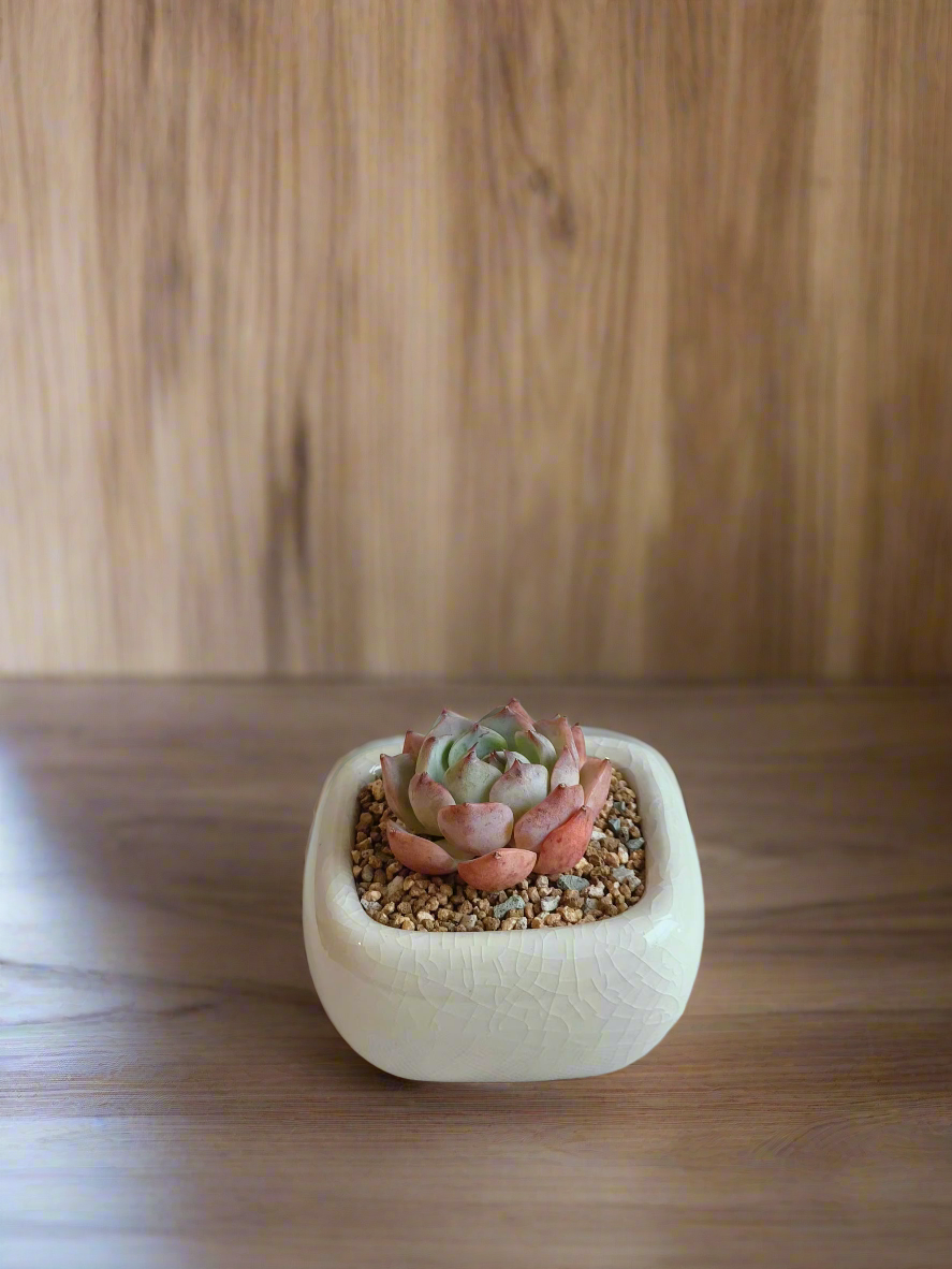 Succulent Zen Square Cream Pot – Echeveria Suryeon