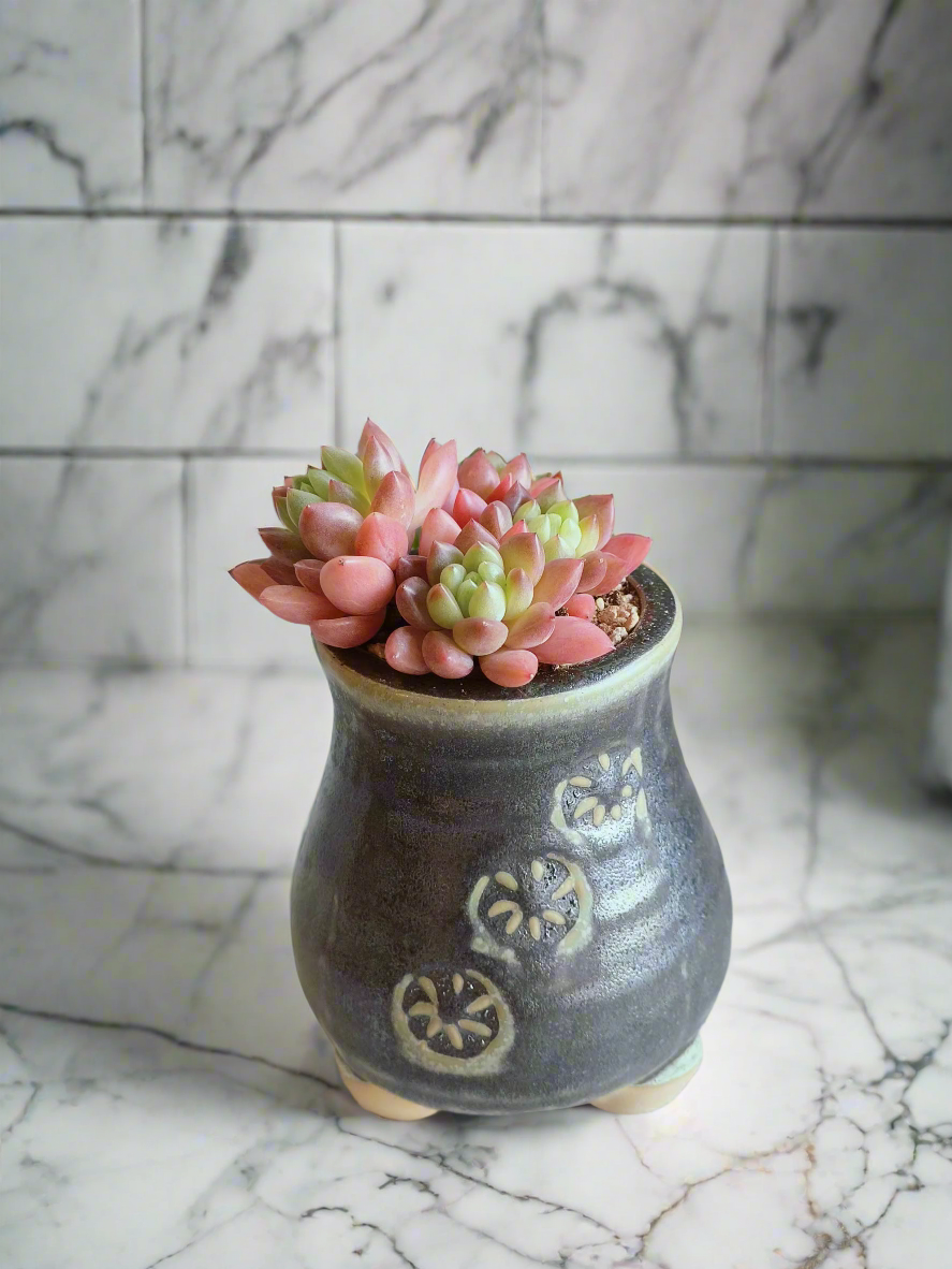 Succulent Rustic Pot Glow Grey - Echeveria 'Ruby Donna