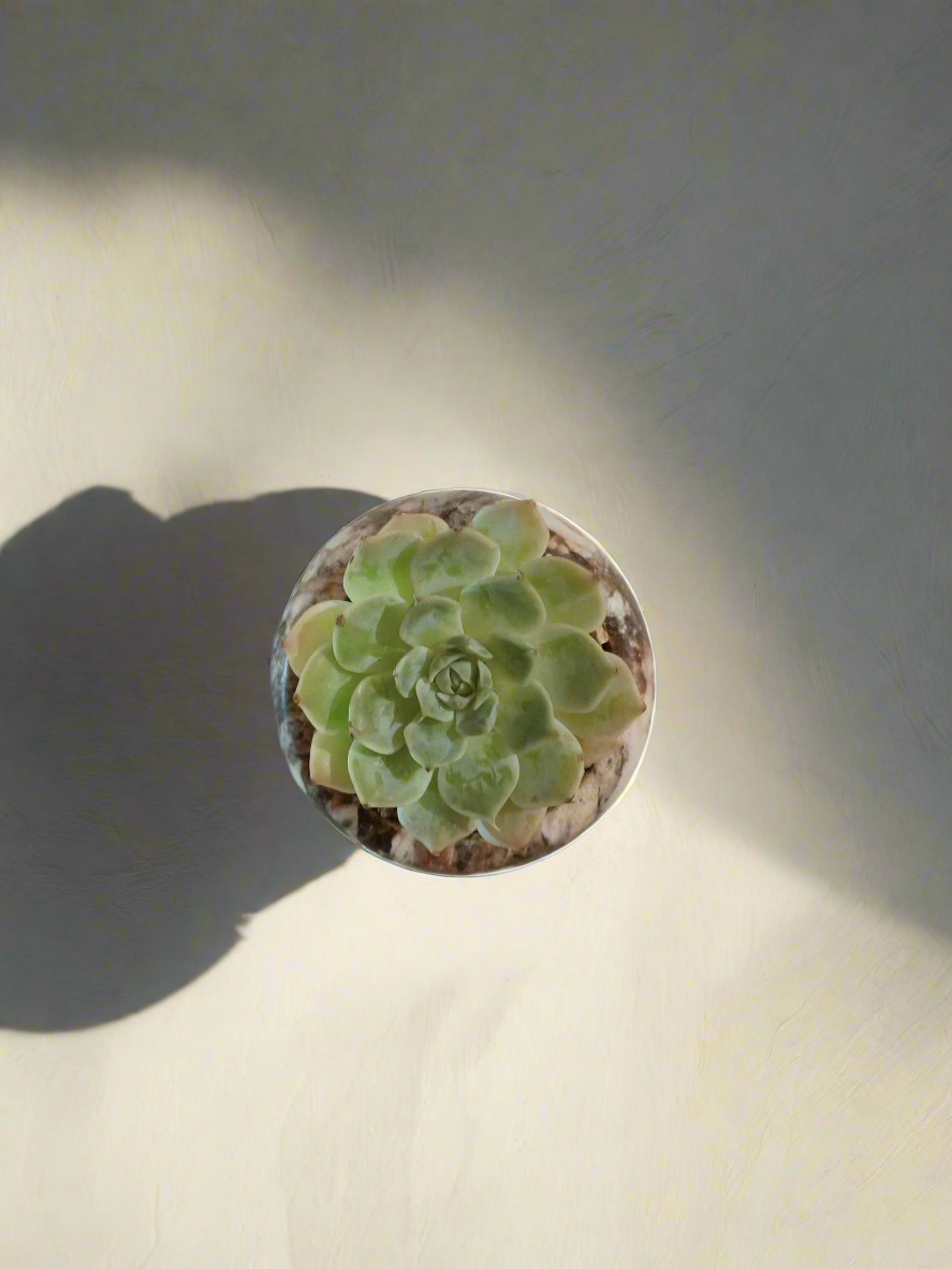 Succulent Mini Round Brown - Echeveria Elegans