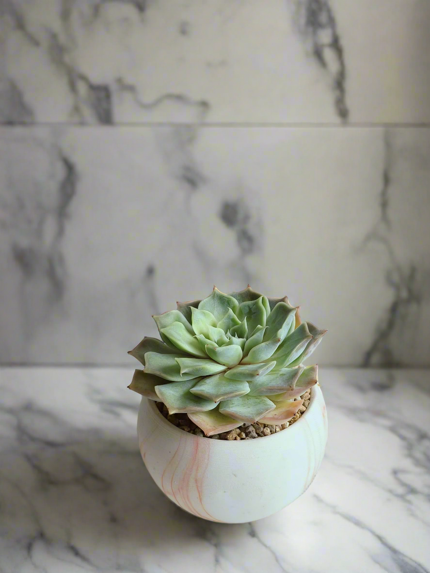 Unique design of the Succulent Elegant Round Orange Pot – Echeveria Lilacina showcased.