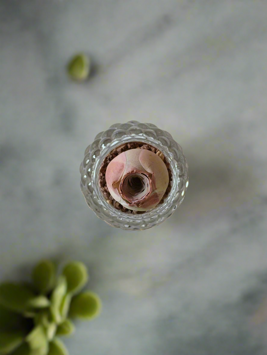 Succulent Round Bubble Glass - Mountain Rose - SlowBloomGreens