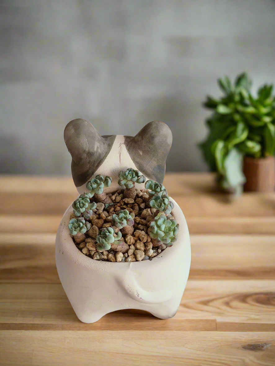 Succulent Dog Planter - mini Echeveria Blue elf - SlowBloomGreens