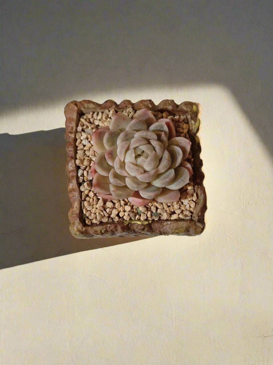 Succulent Rustica Ceramic Yellow-brown – Echeveria Hyalina