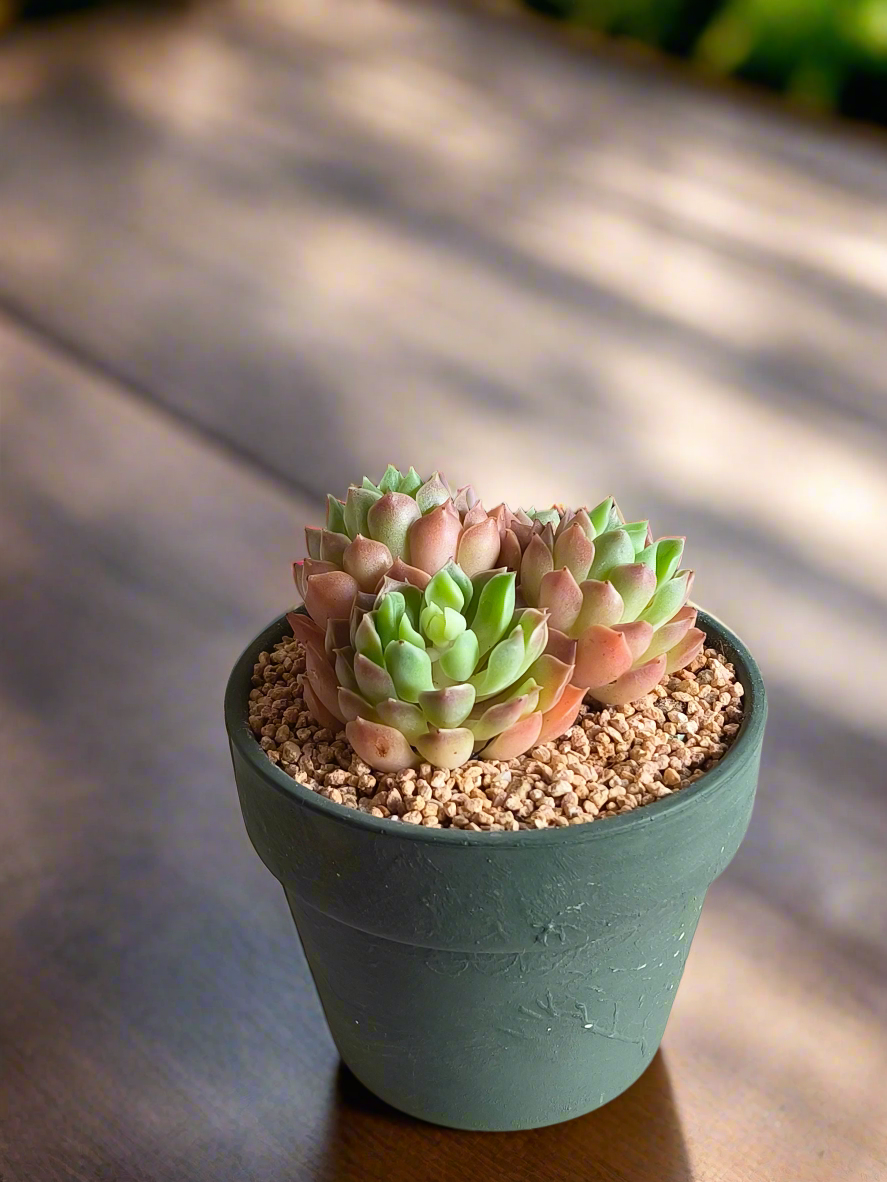 Succulent Rustica Garden – Echeveria Onslow
