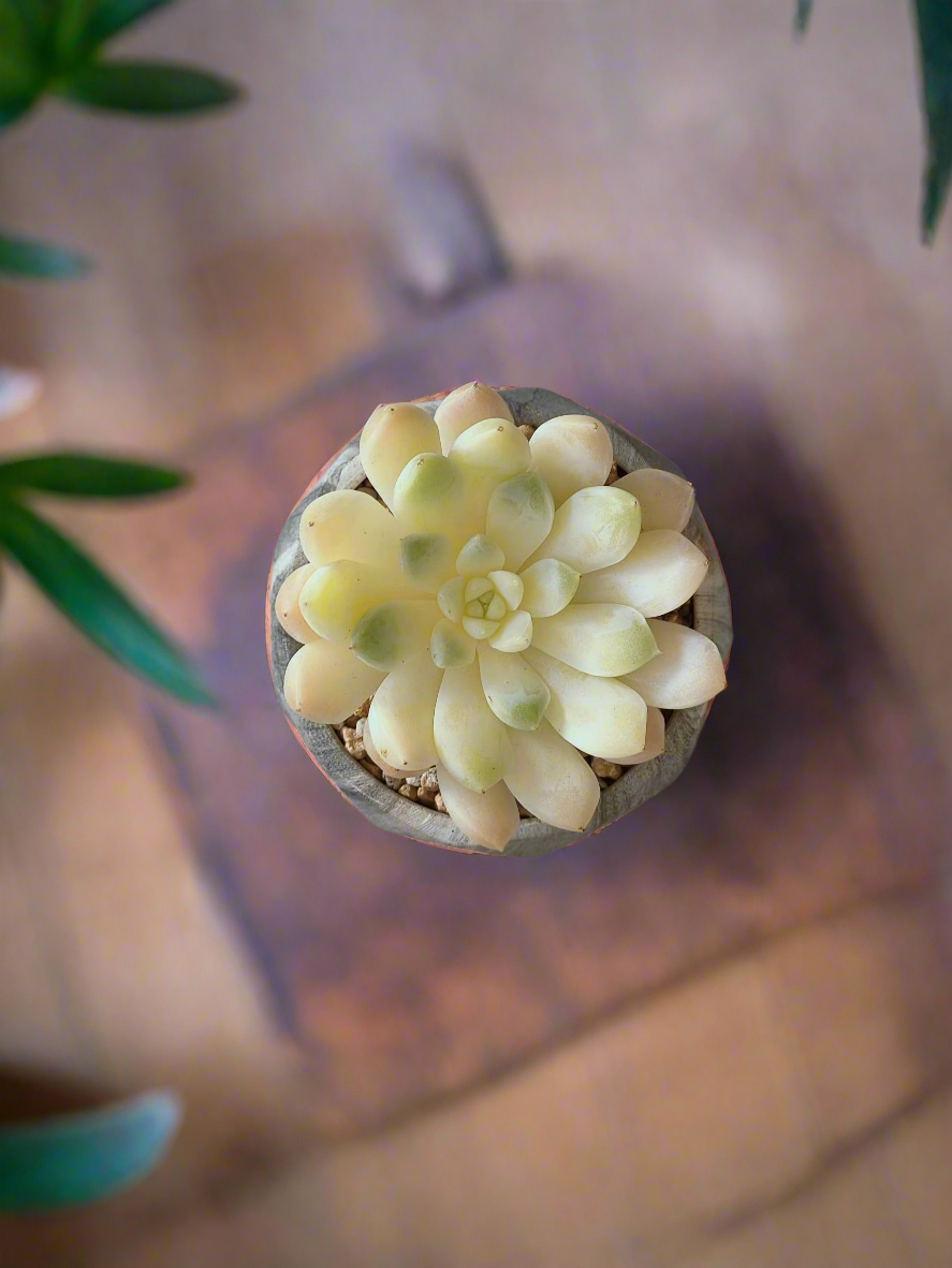 Elegant display of Succulent Harmony Grey Pot – Echeveria Elegans in Marble Pot in a living space.