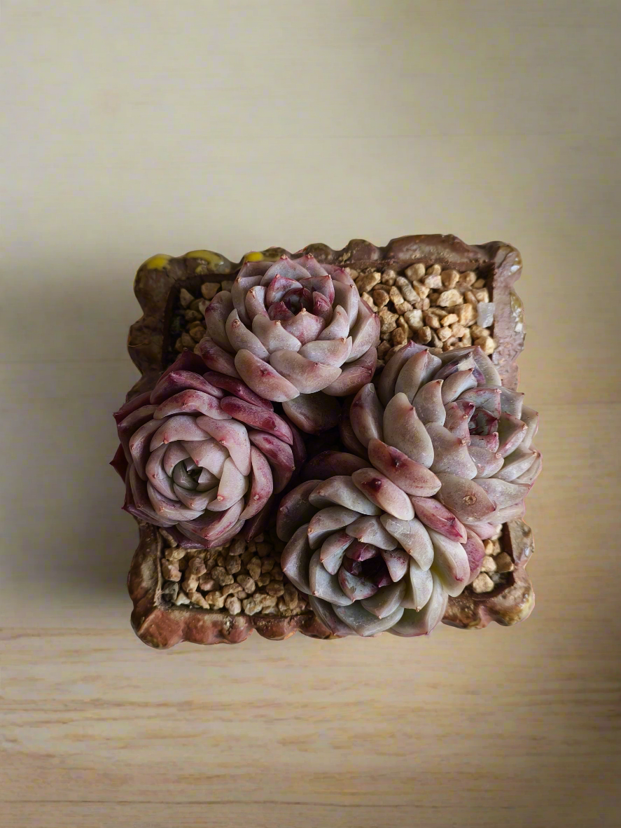 Succulent Rustica Ceramic Yellow-Brown – Echeveria 'Red Velvet'