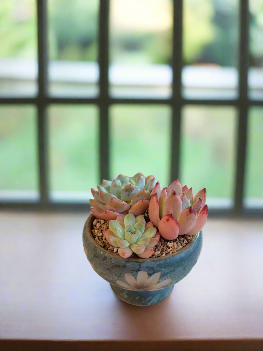 Succulent Moonlit Bloom Pot – Blue-Green with Echeveria Orange Monroe & Friends