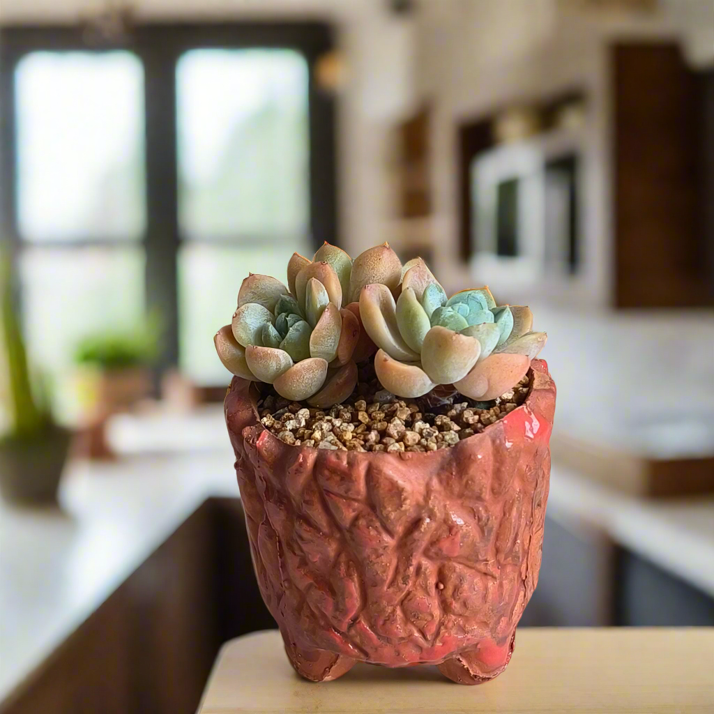 Succulent Rustica Ceramic Red – Echeveria hybrid - SlowBloomGreens