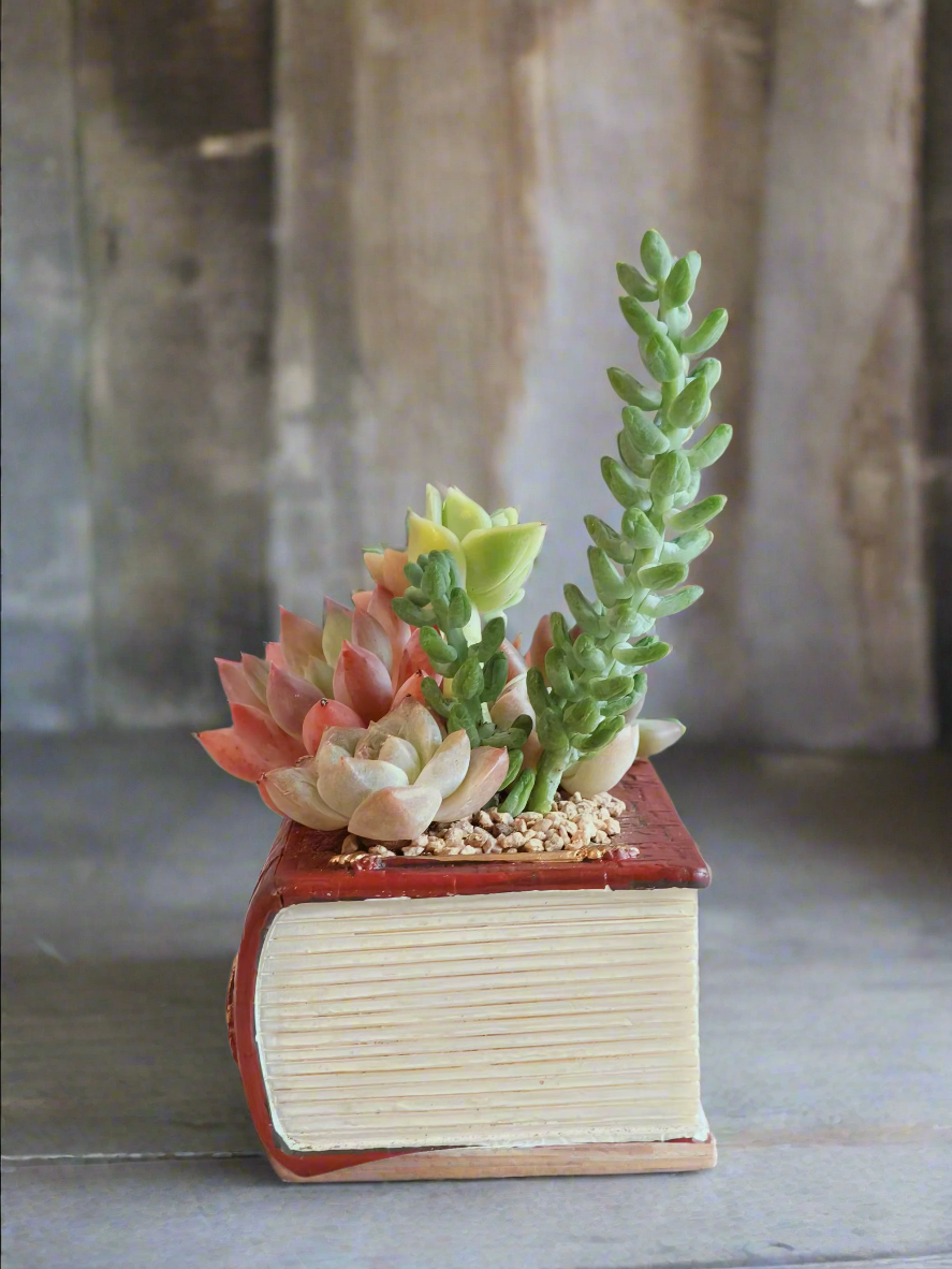 Succulent Book Nook – Assorted Succulents - SlowBloomGreens