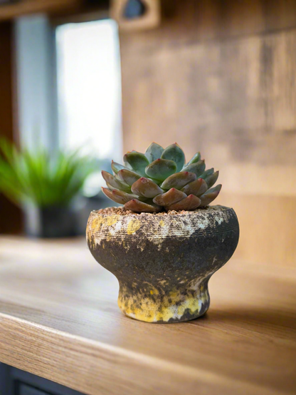 Succulent Moonlit Bloom Pot – Desert Gold with Echeveria Orange Monroe - SlowBloomGreens