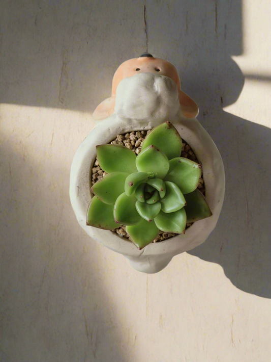 Succulent Sheep Pot - Echeveria Lipstick