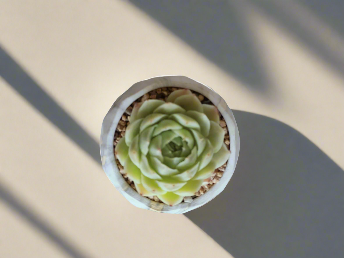 Succulent Classic Marble Gold - Echeveria Onslow