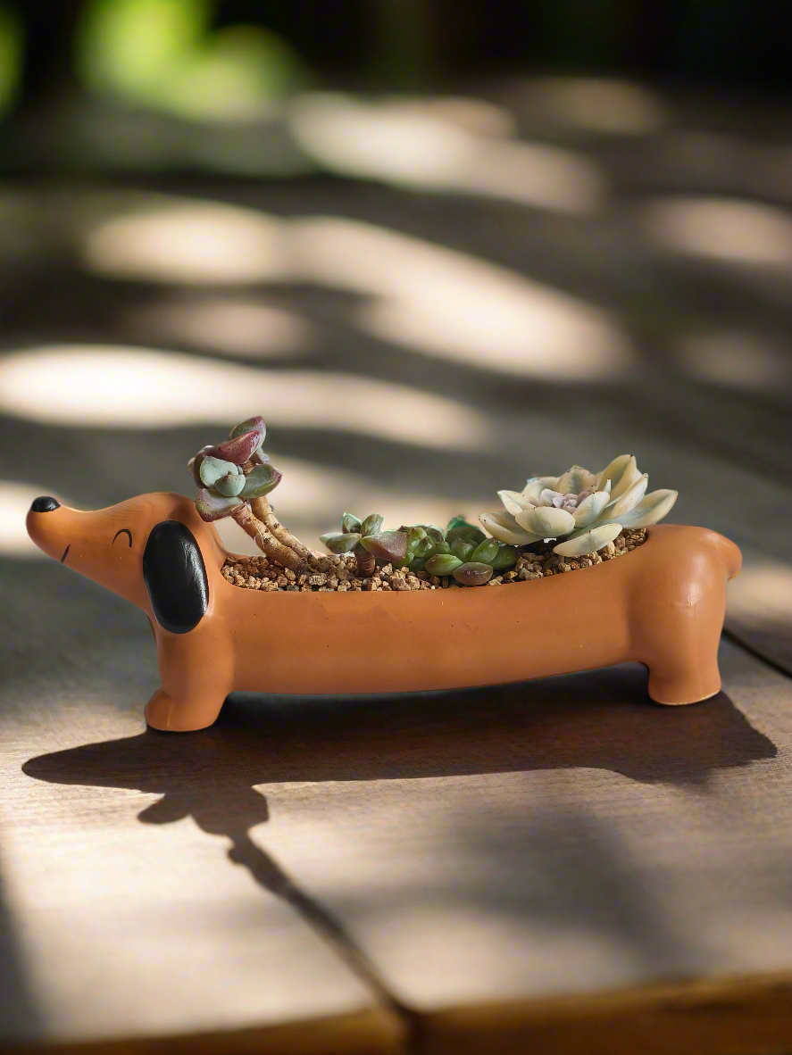 Succulent Daunchund Pot - Echeveria agavoides 'Akaihosi' & friends - SlowBloomGreens