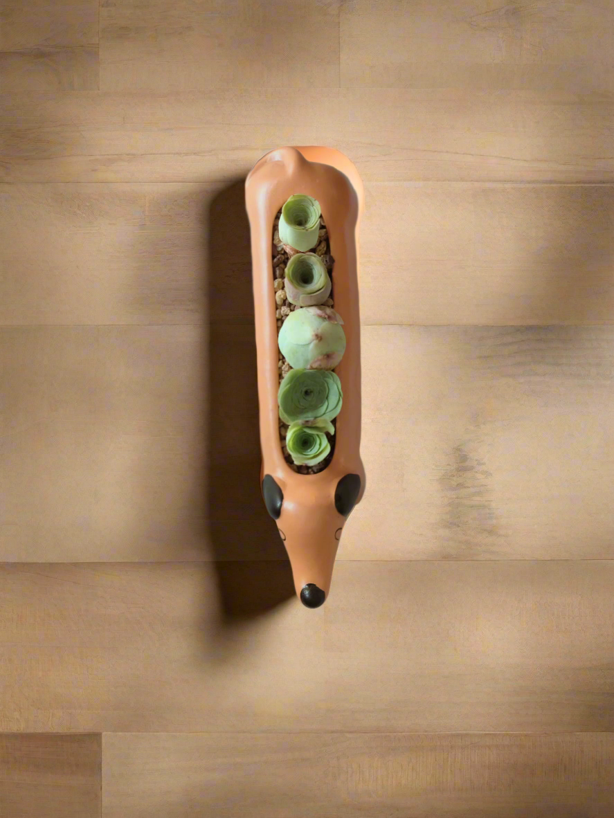 Succulent Daunchund - 5 Mountain Roses 'Greenovia' - SlowBloomGreens