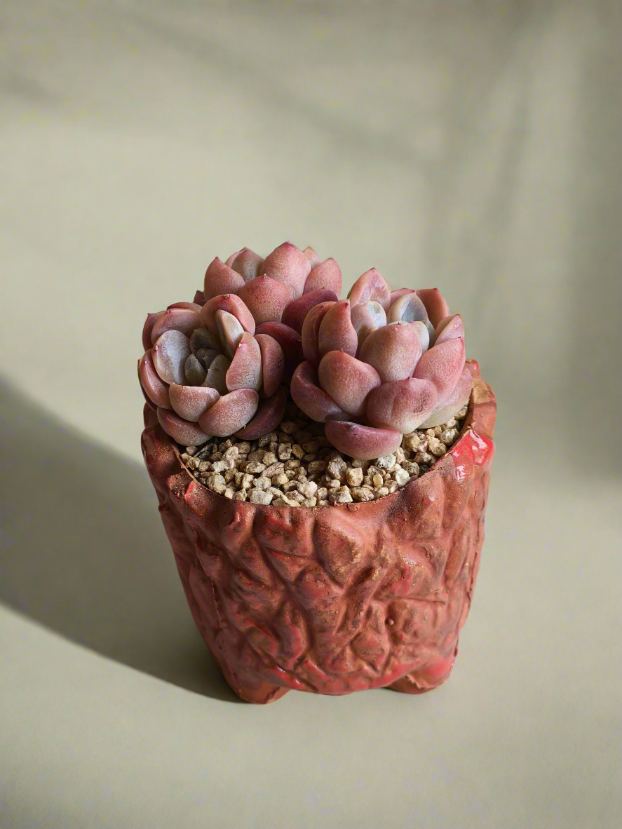 Succulent Rustica Ceramic Red – Echeveria hybrid