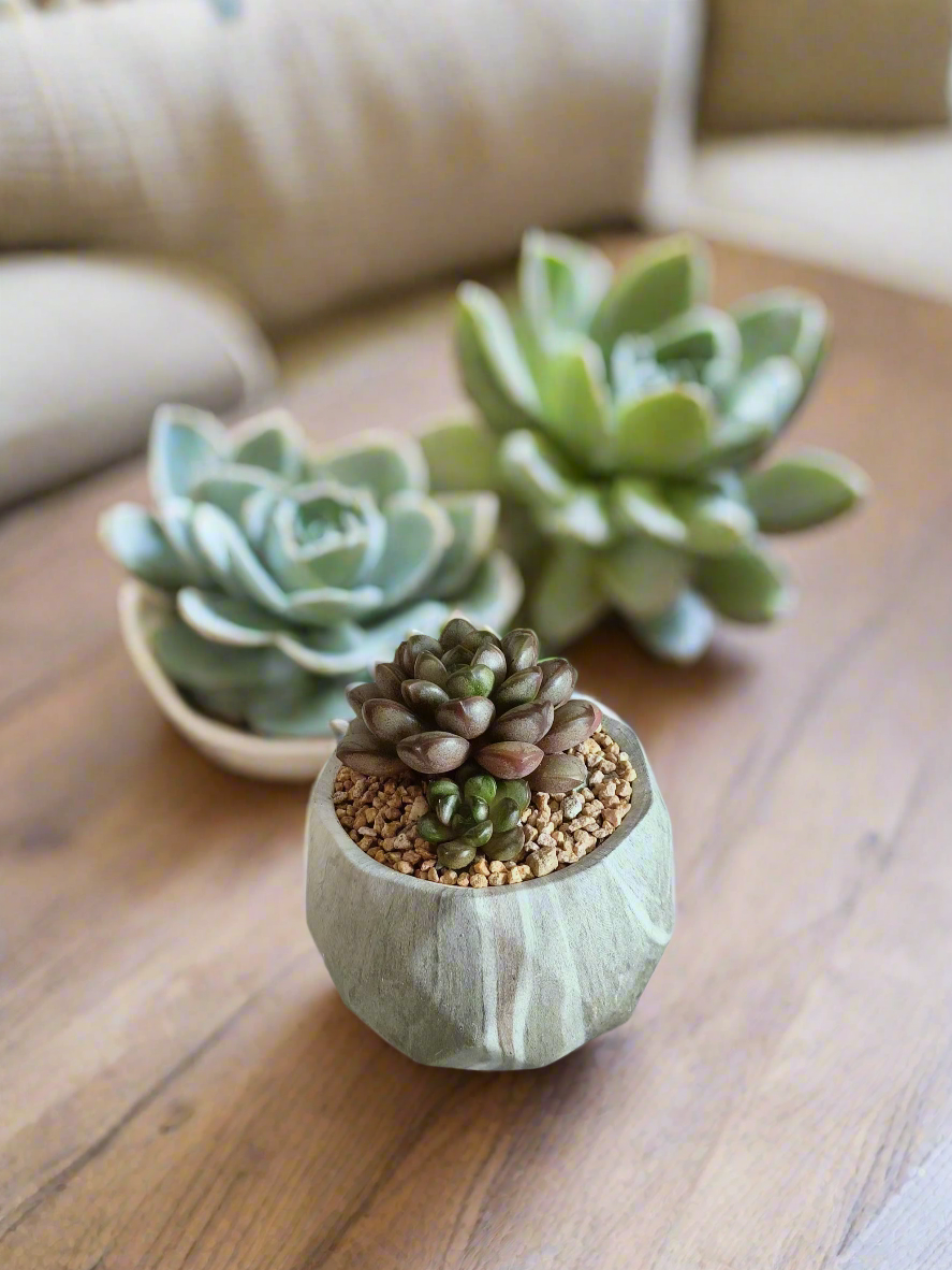 Natural beauty of Succulent Harmony Green Pot – Graptoveria 'Amethorum' in Marble Pot displayed indoors.