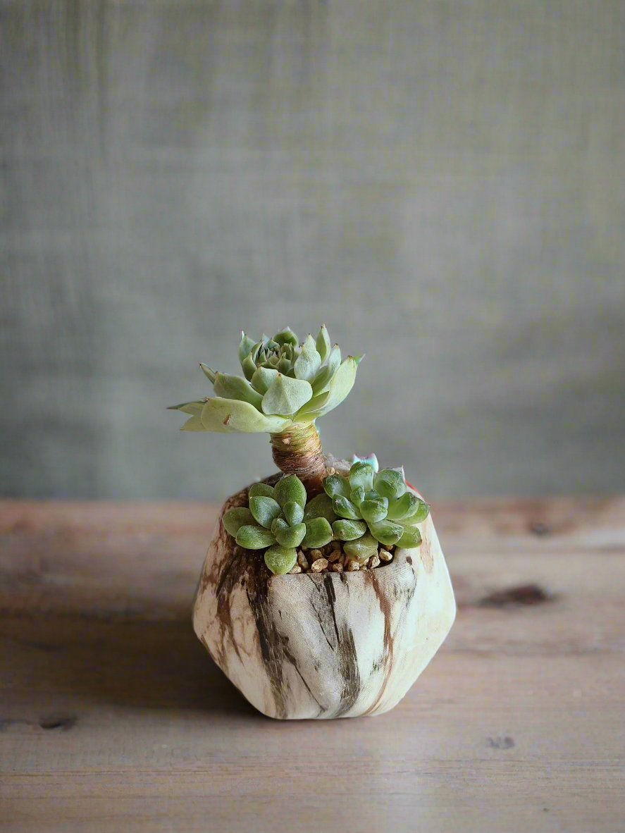 Succulent Mini Octagon Brown - Echeveria